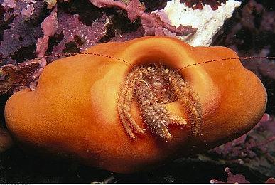 乙女向推理冒险名作《七罪绯红》确定7月11日登陆Switch